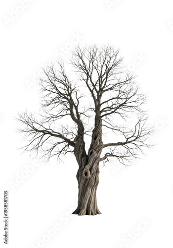 ancient, gnarled, leafless deciduous tree with an intricate crown of bare branches, centered on a transparent studio background. concept of winter stillness and resilience