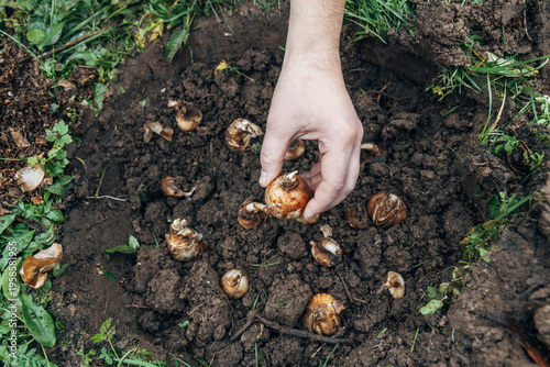 hand holding daffodil bulb before planting in the ground