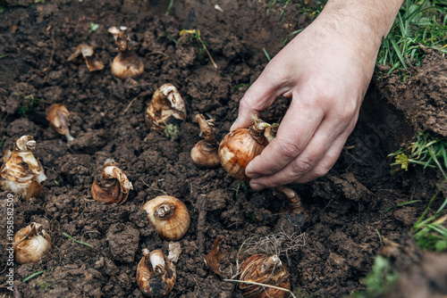 hand holding daffodil bulb before planting in the ground