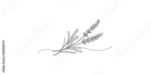 A minimalist line drawing of a plant with leaves and stems on white background botanical