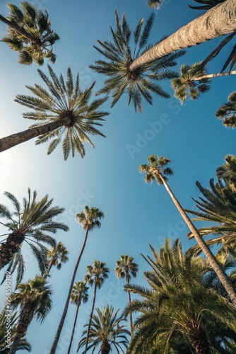 Looking up at blue sky and palm trees, view from below. Empty copy space of sky