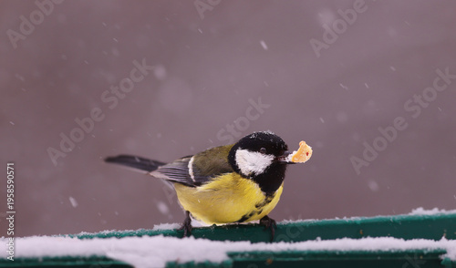 The great tit holds a peanut in its beak and is not afraid of the snow...