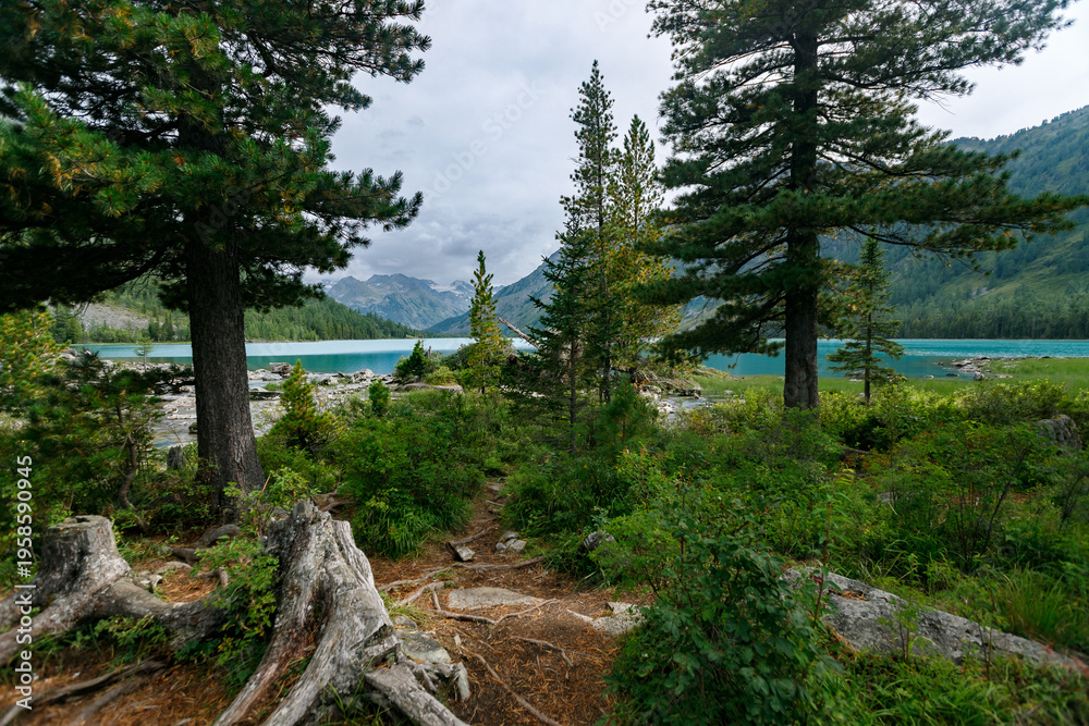 Naklejka premium Scenic view of mountain lake through pine trees in serene forest landscape