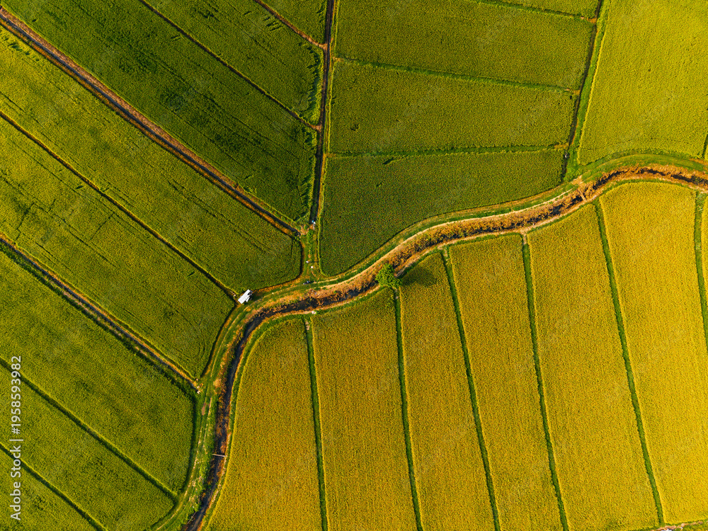 Fototapeta premium Topdown rice terraces traced by narrow irrigation path fields