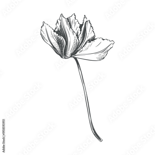 Vector sketch of a cyclamen. Fragrant primrose on a white background. Line drawing of the flower. Imitation of an engraving. Raw material for medicines, perfumes, and cosmetics.