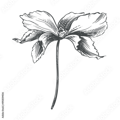Vector image of a cyclamen flower. Spring flowers, also known as swinebread are native to Europe and the Mediterranean basin, east to the Caucasus and Iran. Line art illustration in an engraving style