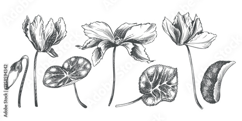 Vector sketch of a cyclamen on a white background. Imitation of a botanical engraving. Linear ink drawing. Raw material for medicines, perfumes, and cosmetics. Large set of flowers, buds, and leaves.