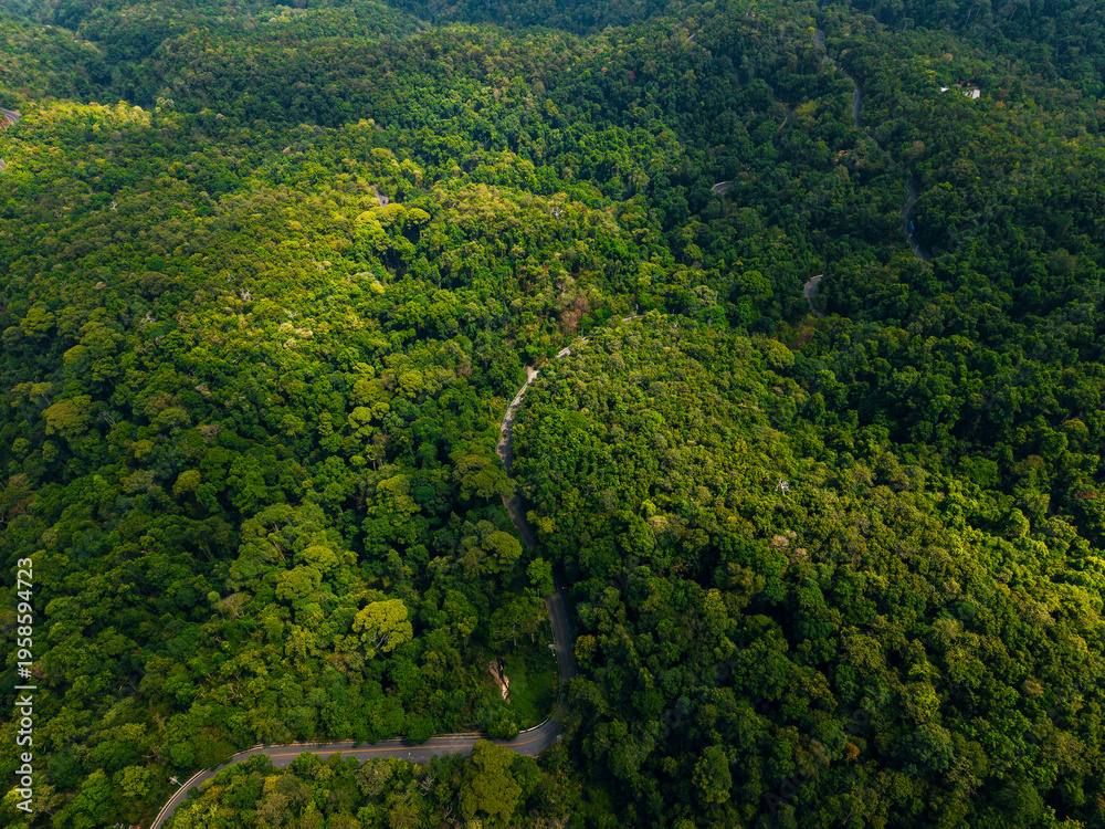 Fototapeta premium Narrow road weaving through dense forested mountain terrain