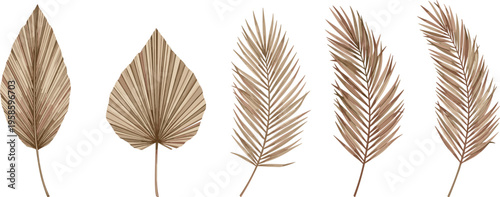 Vector dried palm leaf illustration featuring five botanical designs in earthy brown tones