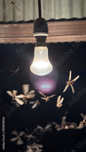 Nighttime swarm of winged insects illuminated by a single glowing light bulb