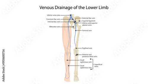 Venous Drainage of the Lower Limb
Anatomical diagram showing superficial and deep veins of the lower limb including great and small saphenous veins, femoral vein, and iliac veins.