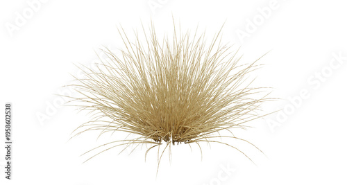 Tableau sur toile Dry Grass Tuft Plant Isolated on Transparent Background
