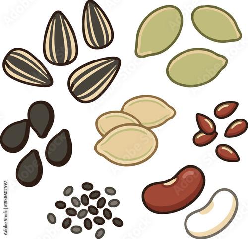 EPS vector illustration of assorted seeds and beans, including pumpkin seeds, sunflower seeds, black sesame, and kidney beans, isolated on white background.