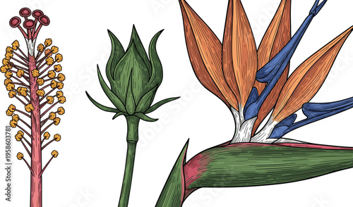 Vintage Hand Sketched Exotic Botanical Flower Set Featuring Bird of Paradise Tulip and Daisy Stems for Luxury Floral Branding and Artisanal Garden Graphic Design Illustrations