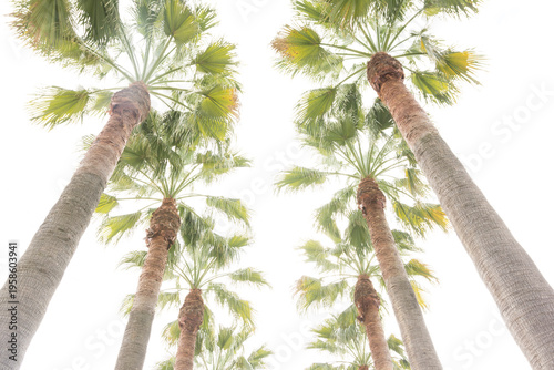 Palmeras