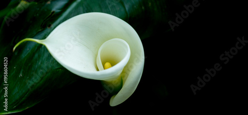 Flor de cala, Zantedeschia aethiopica