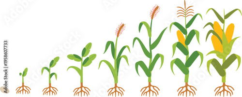 Corn growth stages illustration, from seed to mature maize plant, roots, leaves, tassels, and harvest-ready ears in flat vector design