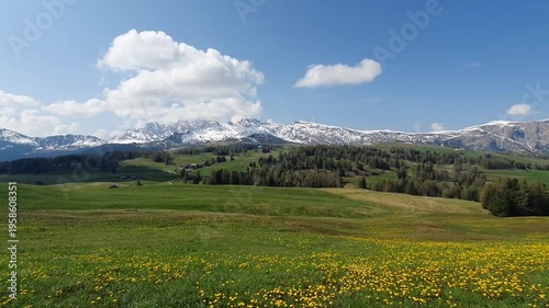 Alpe di Siusi Dolomites Italy Panning Shot of Spring Meadow with Yellow Dandelions; Scenic Alpine Landscape featuring Langkofel and Schlern Mountain Range under Blue Sky with Clouds in South Tyrol