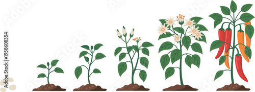 Plant growth stages illustration, from seed to flowering pepper plant, organic gardening concept, flat vector infographic with isolated white background