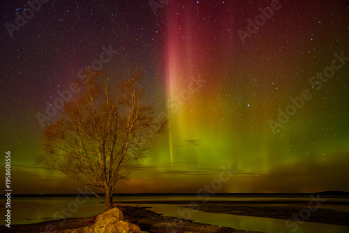 Colorful aurora borealis beams over a lone tree by a quiet shoreline under a starry night sky.