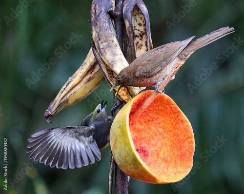 Canvas Print Colorful pretty birds from Costa Rica