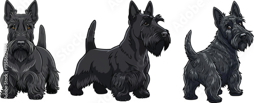 Scottish Terrier dog standing alert attentive rear view pose set