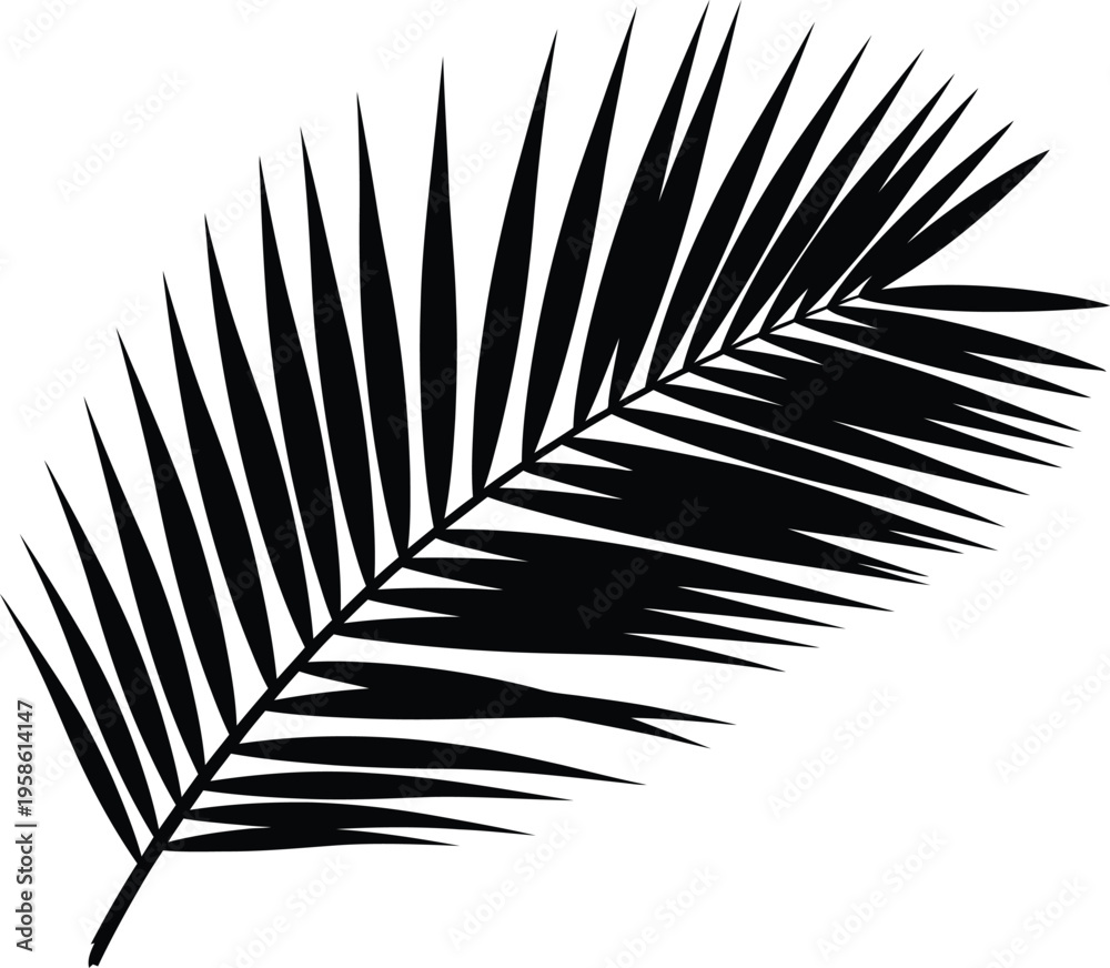 Fototapeta premium Black and white illustration of a palm leaf
