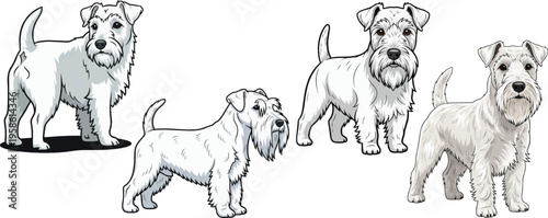 Sealyham Terrier dog standing alert attentive side view looking back pose set