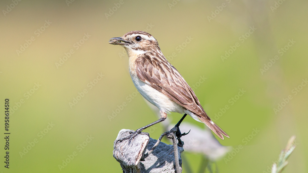 Fototapeta premium red backed shrike