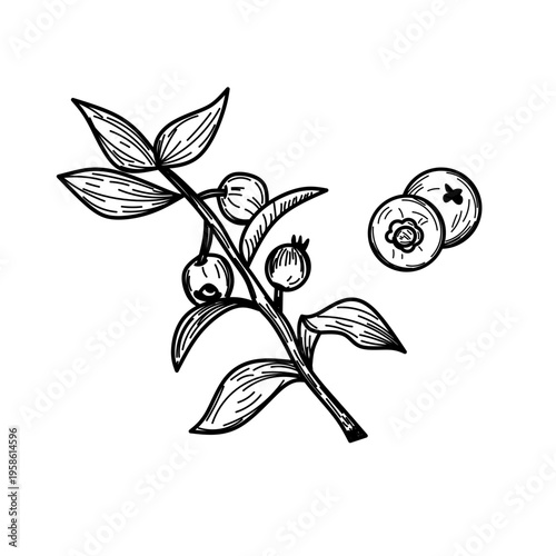 Vintage Hand Drawn Cranberry Branch with Leaves