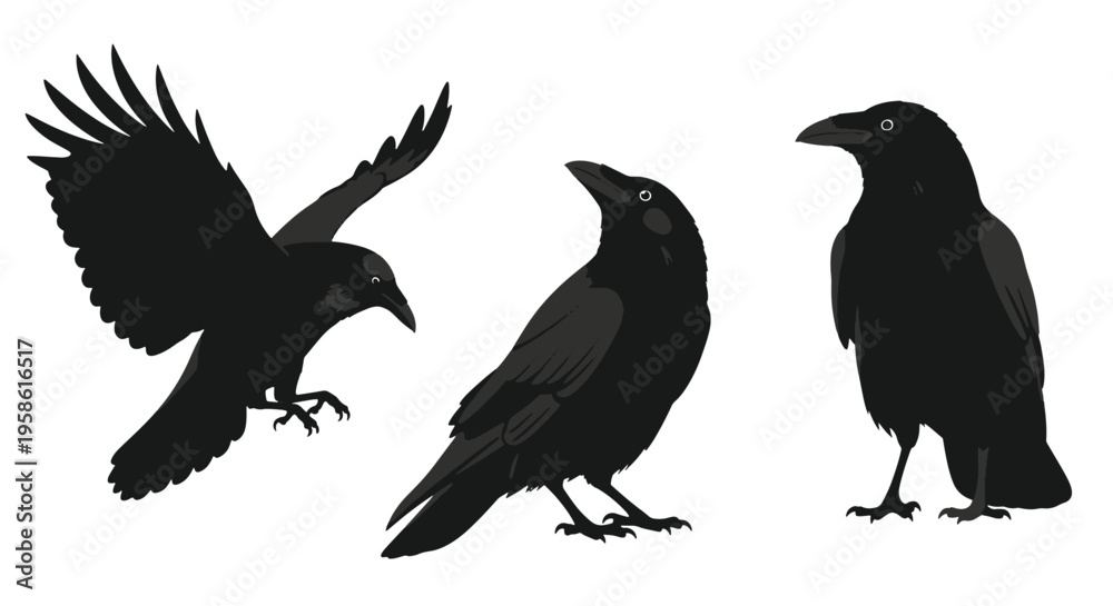 Fototapeta premium Three Black Crows in Different Poses on White Background
