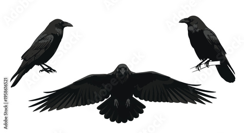 Three Black Ravens in Different Poses on a White Background