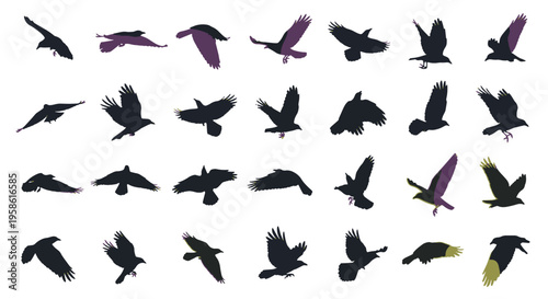 A Flock of Crows in Various Flight Poses Against a Black Background