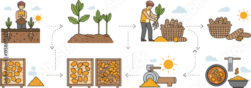 Turmeric Farming and Processing Infographic Showing Cultivation Harvest Drying Grinding and Cooking Process with Organic Spice Production Steps Illustration
