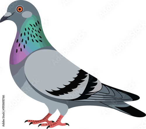 Gray Pigeon Standing Isolated on White Background