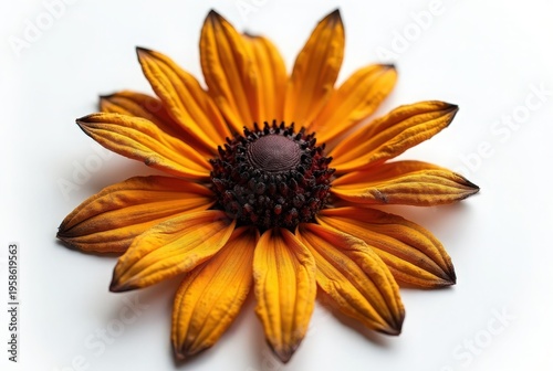 A stunning close-up of a vibrant orange flower showcasing detailed petals and a dark center against a soft background.