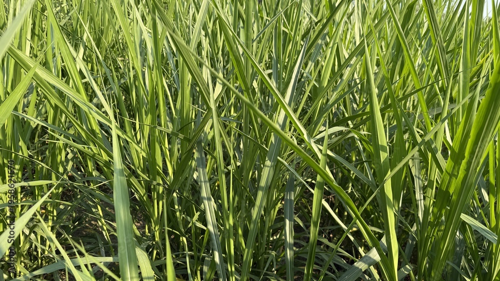 Obraz premium Vibrant Green Sugarcane Growth Bathed in Warm Sunlight Across the Field