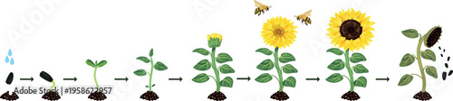Sunflower (Helianthus annuus) life cycle growth stages infographic isolated on white background