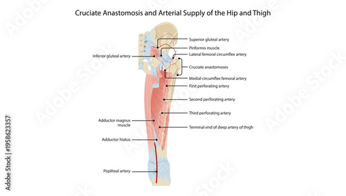 Cruciate Anastomosis and Arterial Supply of the Hip and Thigh
the cruciate anastomosis and major arteries supplying the hip and posterior thigh region.