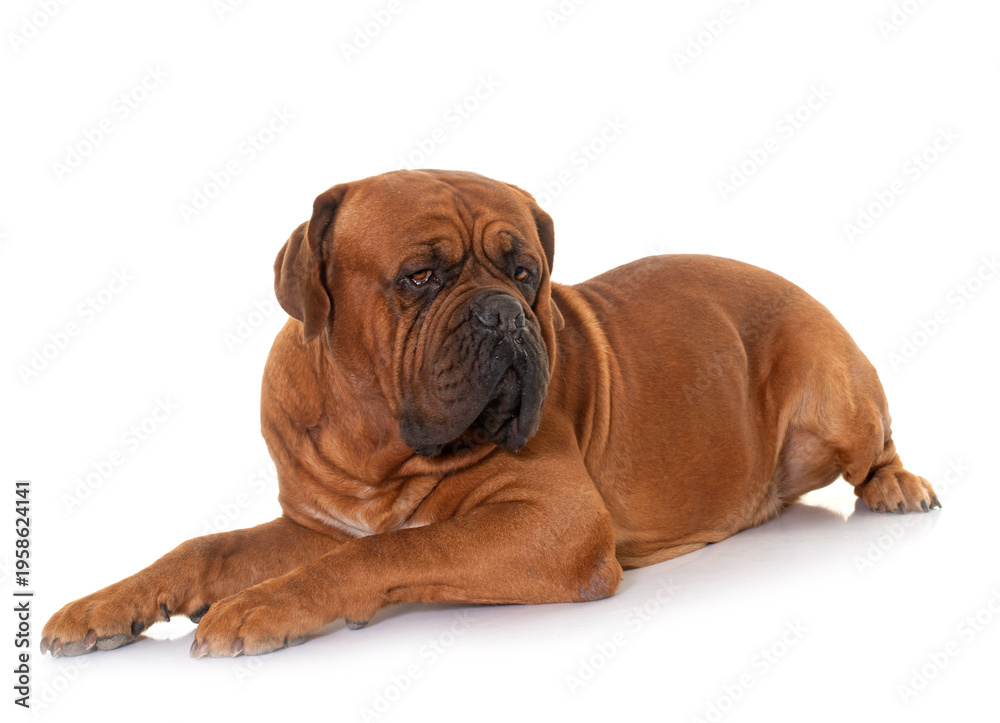 Obraz premium Dogue de Bordeaux