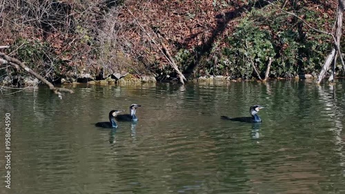 The great cormorant, Phalacrocorax carbo known as the great black cormorant across the Northern Hemisphere, the black cormorant in Australia and the black shag further south in New Zealand