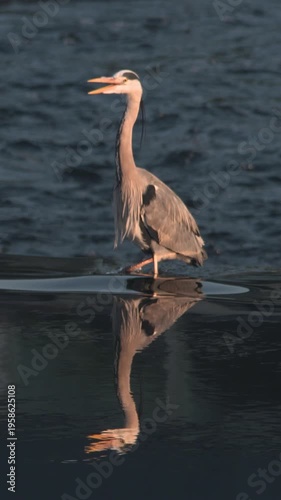 Heron bird standing still mirror reflection in calm water beautiful wildlife
