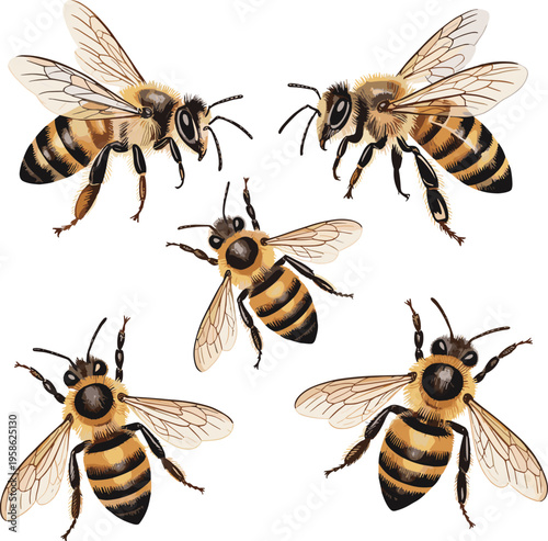 Set of realistic honey bees illustration collection, detailed flying pollinator insects isolated on white background for nature and beekeeping design