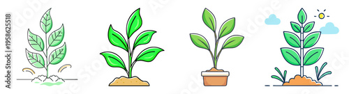 plant growth stages flat design vector illustration from seed to leaf