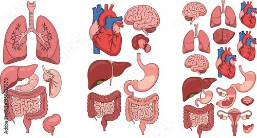 Human Organs Anatomy Set with Heart Brain Lungs Liver Stomach and Digestive System Medical Illustration Collection for Biology Education