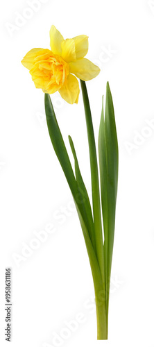 Yellow terry narcissus flow...