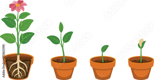 Flower plant growth stages from seed germination to blooming, potted botanical lifecycle illustration showing roots, leaves, and development process