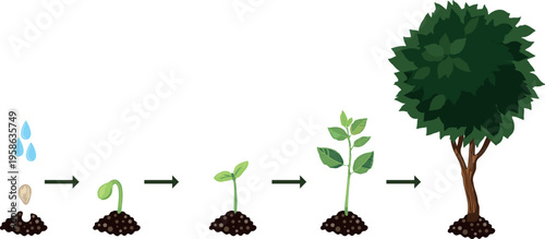 Tree life cycle vector illustration showing stages of growth from seed to adult tree