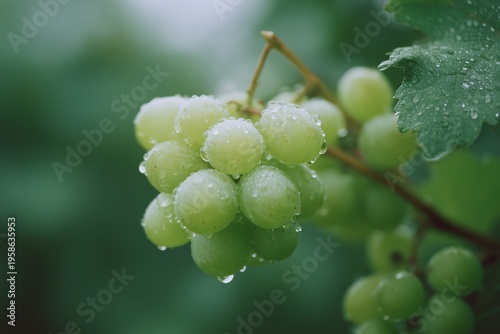 Close-up of fresh green grapes covered in water droplets on a vine