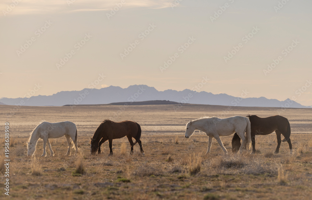 Fototapeta premium Wild Horses in the Utah Desert in Springtime